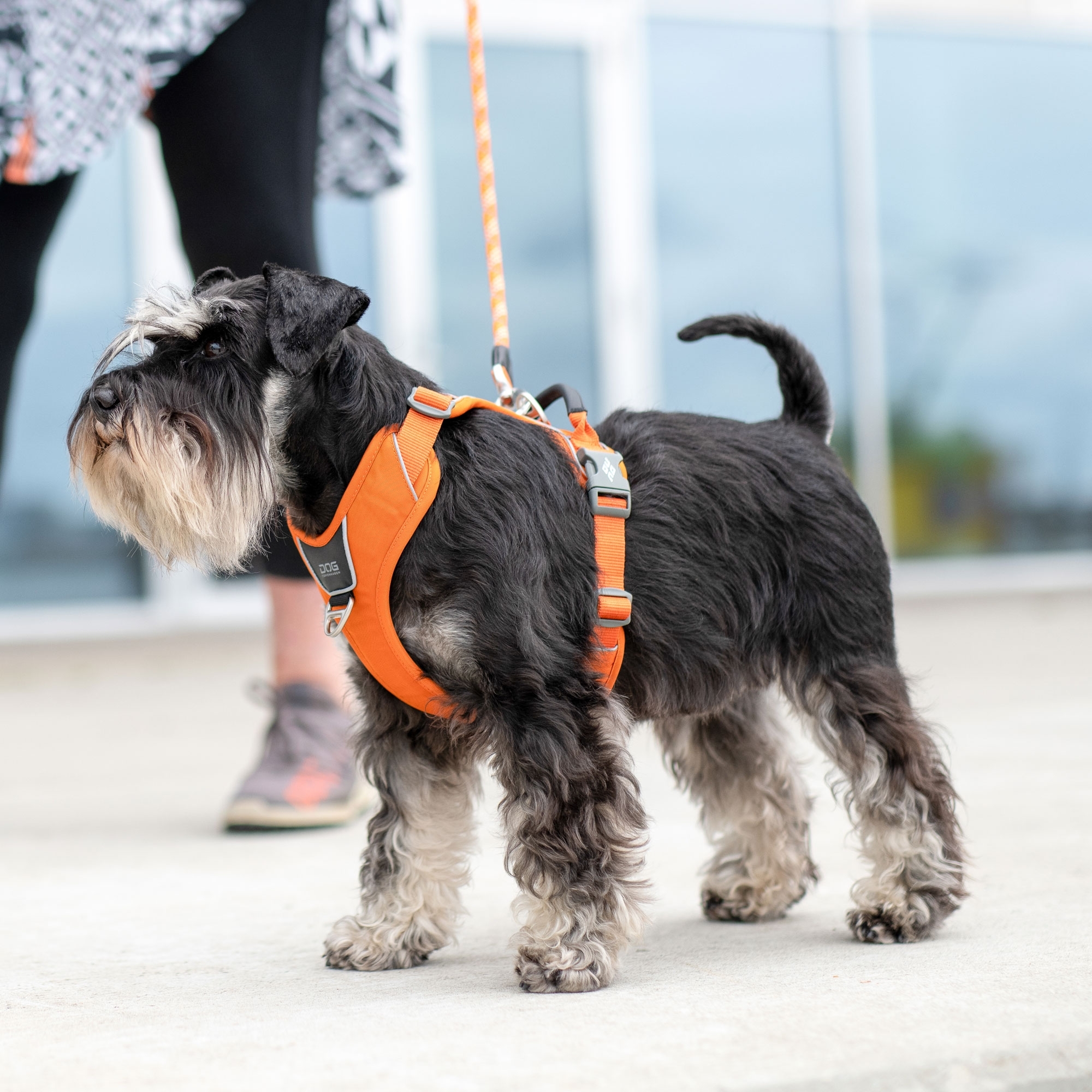 Comfort Walk Pro™ Harness