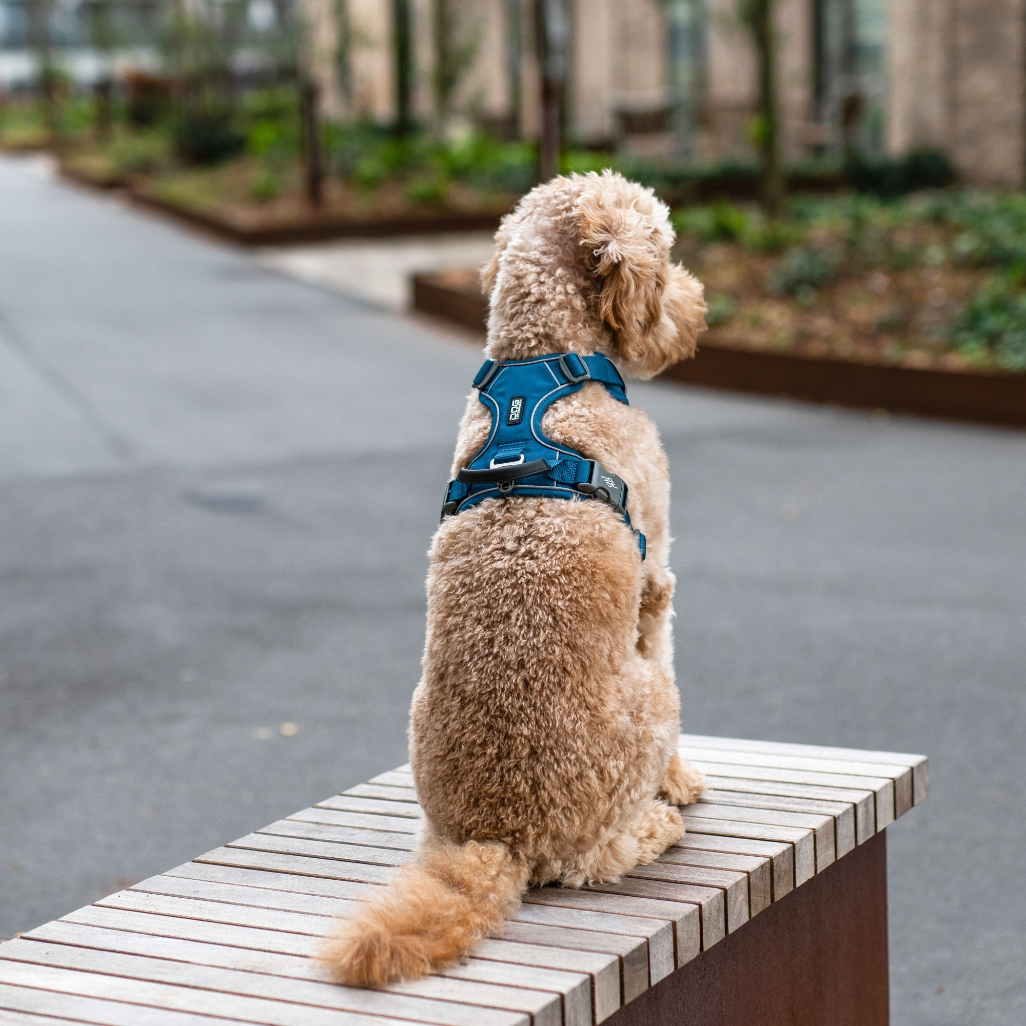 Comfort Walk Pro™ Harness