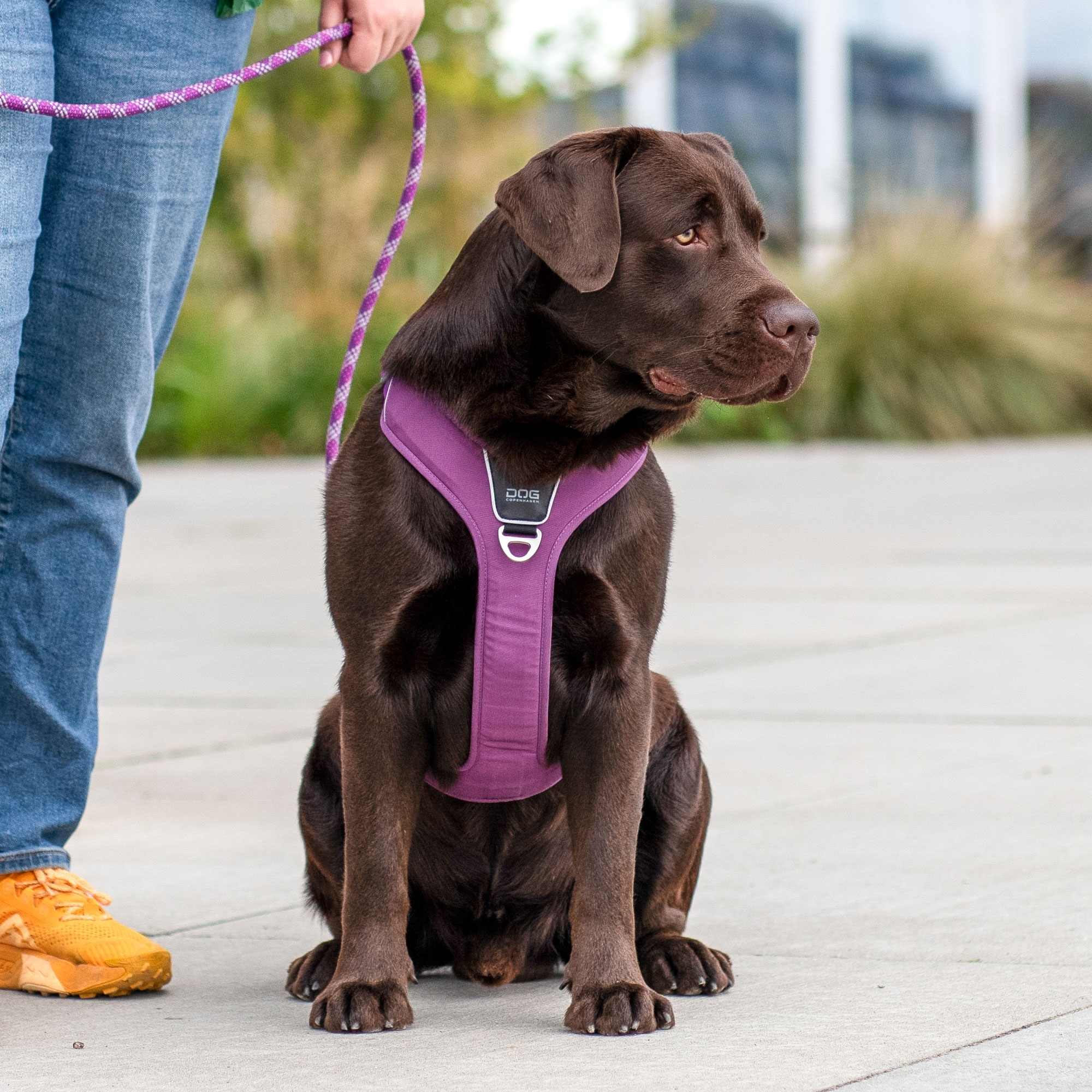 Comfort Walk Pro™ harness from DOG Copenhagen Size XS Color Orange Sun
