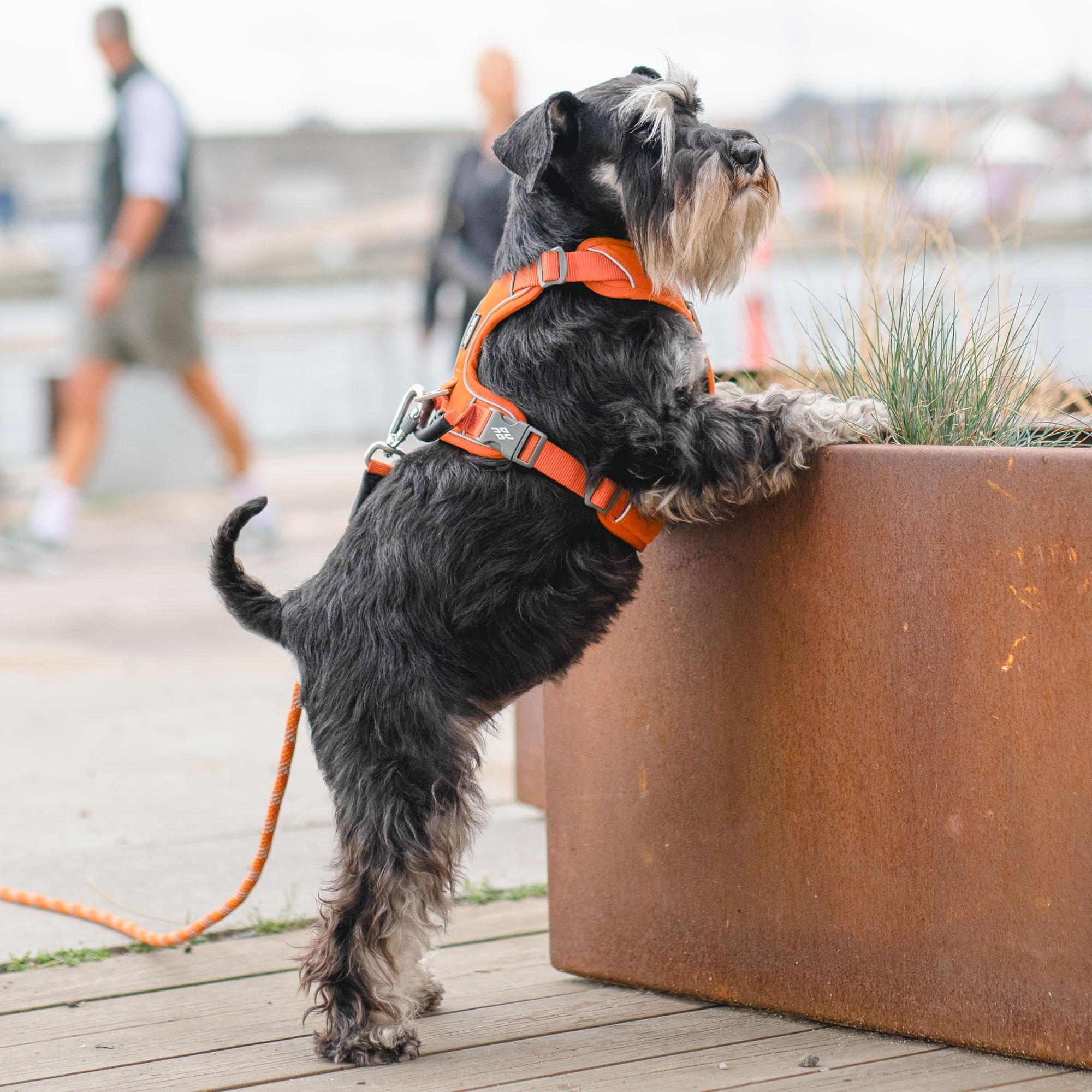 Comfort Walk Pro™ Harness