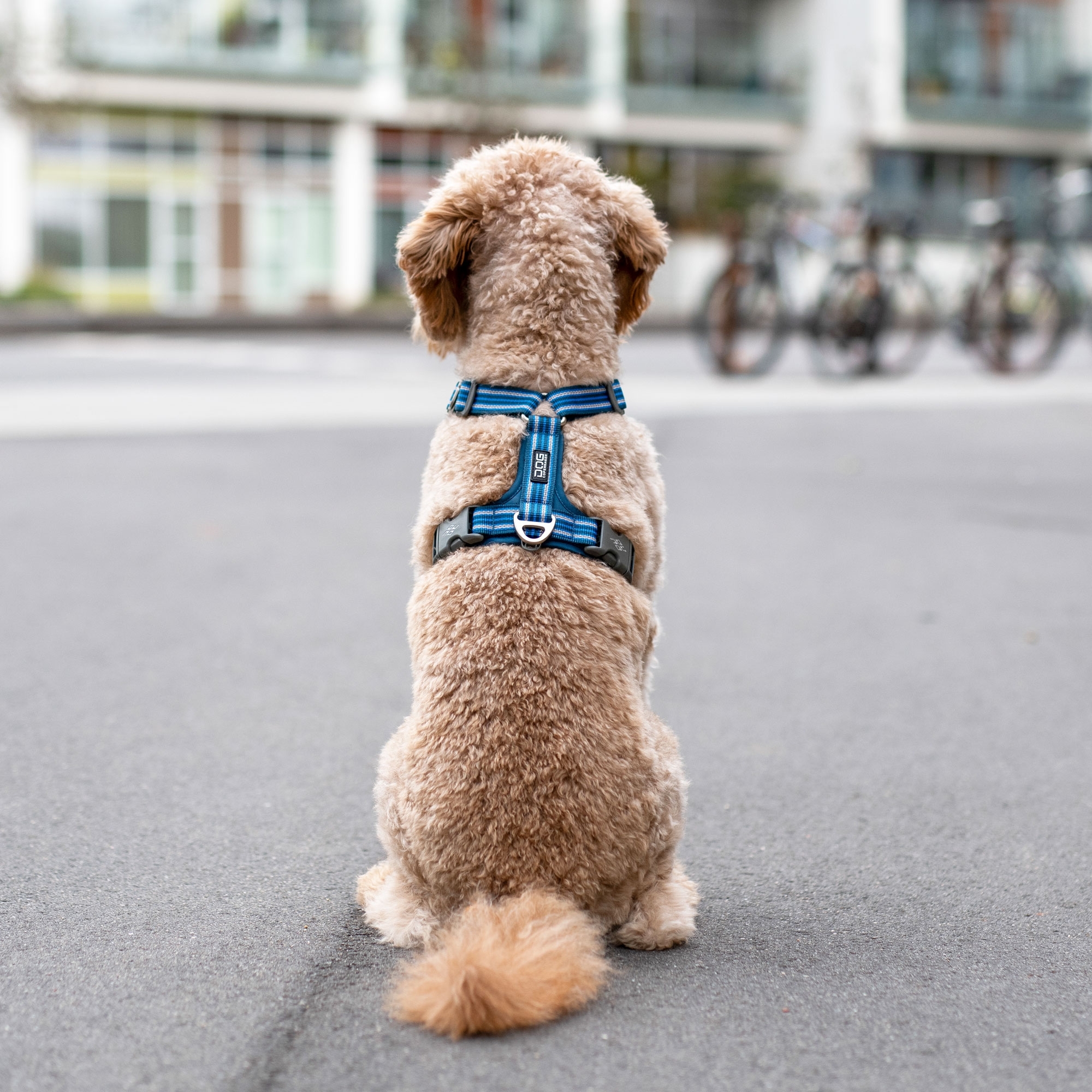 Comfort Walk Air™ Harness