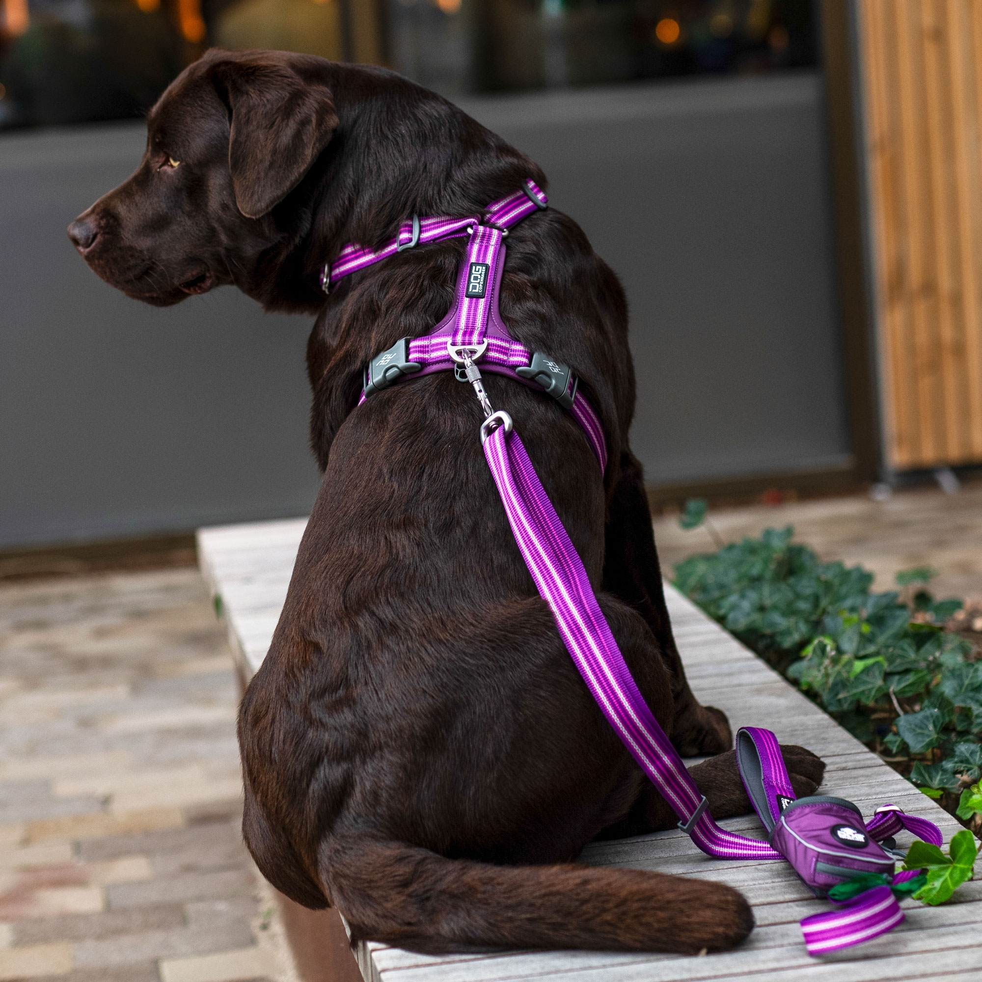Comfort Walk Air™ Harness