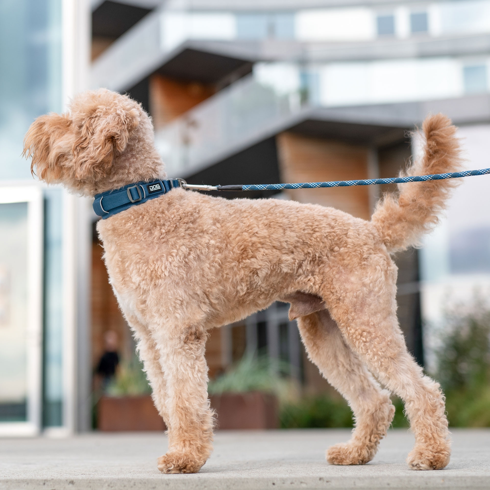 Urban Explorer™ Collar
