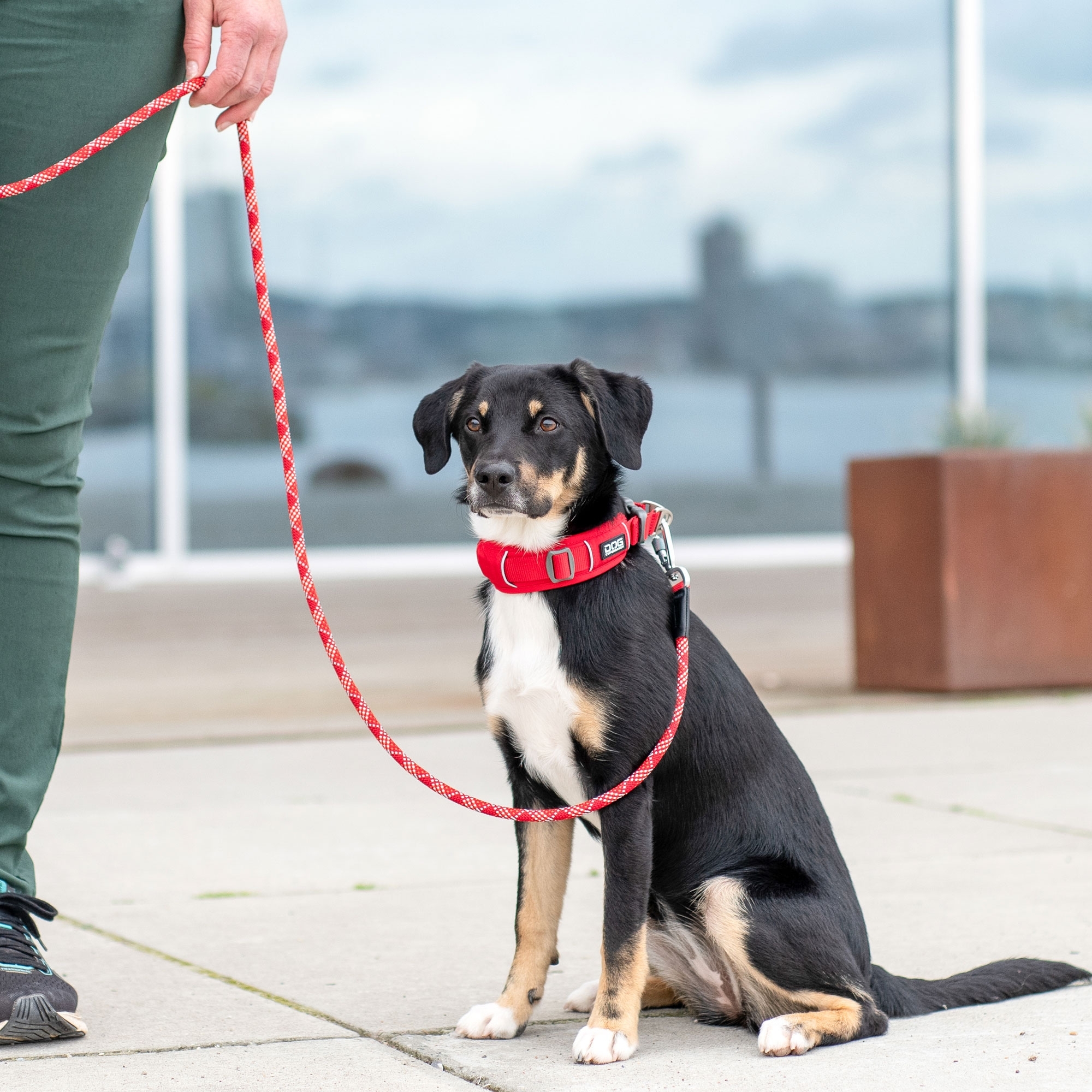Urban Explorer™ Collar