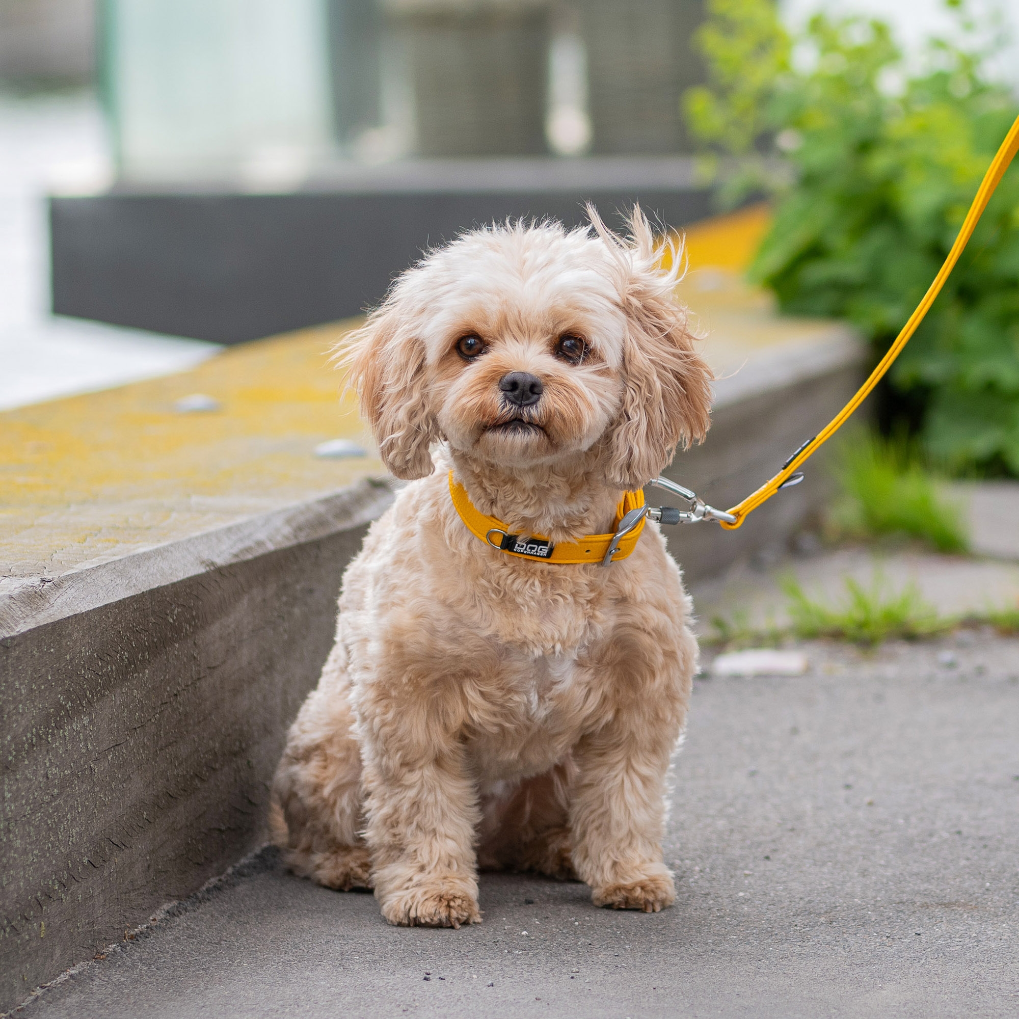 Urban Classic™ Collar