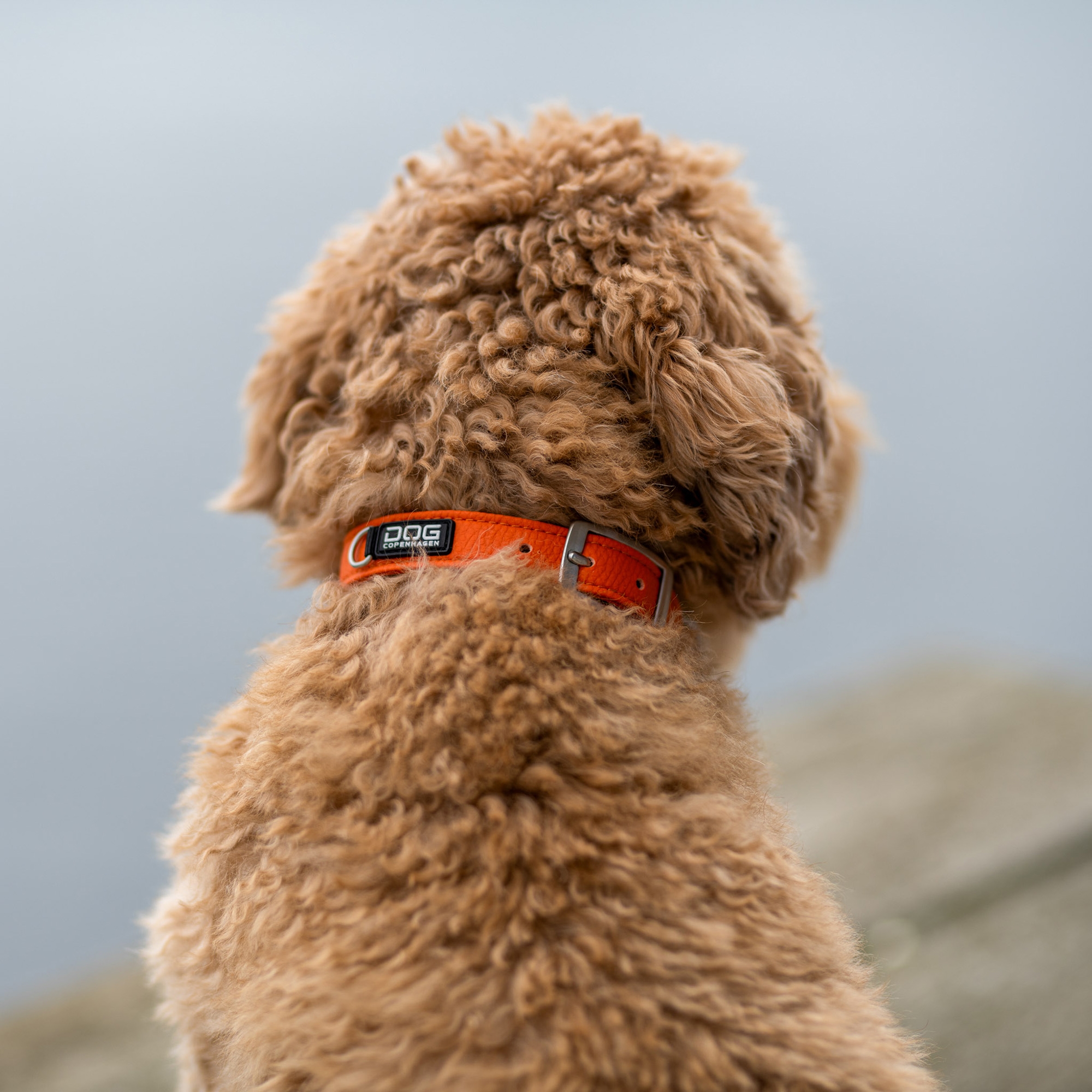 Urban Classic™ Collar